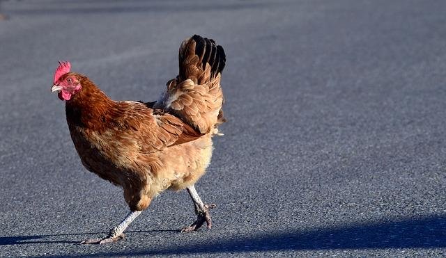 Best chicken road gokspel in Netherlands
